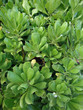 Photo: Naupaka Hawaiian Plant Naupaka Hawaiian Plant
