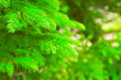 fir branch
