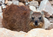 Brown Rock hyrax lying on a rock looking up