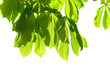 Green chestnut leaves Green chestnut leaves