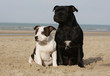staffordshire bulle terrier and puppy in front of the sea