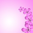 rosa blüten hintergrund