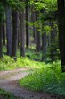 Waldweg