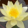 Water Lily in a Pond