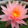 Water Lily in a Pond