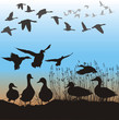 Wild ducks and geese