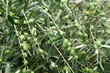 Green olives on the olive tree Green olives on the olive tree