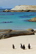 african penguins on the beach