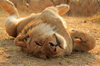 sleepy lion