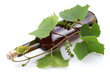Bottle of wine twined with vine