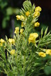 Gemeine Nachtkerze (Oenothera biennis)