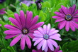 blumen in lila