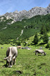 Tirol cows