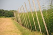 hopfen plantage