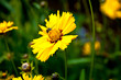 Abeille sur un coreopsis