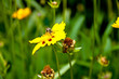 Abeille sur un coreopsis