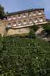 Weinberge in Saarburg