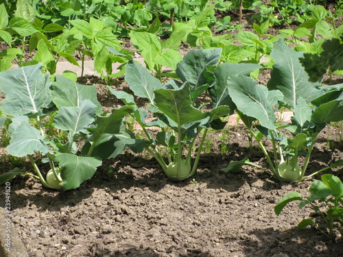 Foto: Kohlrabi und Bohnen im Gemüsebeet Kohlrabi und Bohnen im Gemüsebeet