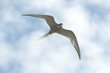 Foto: Möwe an der Nordsee Möwe an der Nordsee