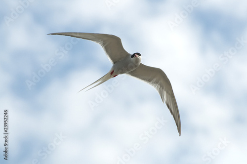 Foto: Möwe an der Nordsee Möwe an der Nordsee