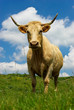 Foto: Vache laitière Vache laitière