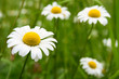 Beautiful chamomile closeup Beautiful chamomile closeup