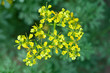 Blüten der Weinraute