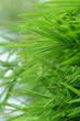 Bamboo Leaves