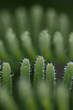 Dew on leaf fern