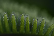 Dew on leaf fern