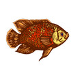 poisson, vecteur