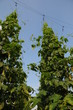 die hopfen felder wachsen hoch
