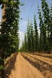die hopfen felder