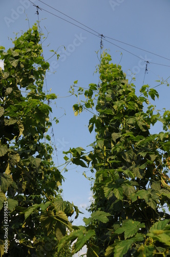 Photo: die hopfen felder wachsen hoch die hopfen felder wachsen hoch