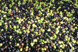 olives