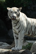 White Tiger White Tiger