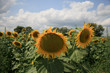 sunflower plantation sunflower plantation