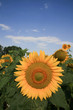 sunflower closeup sunflower closeup