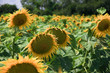 sunflower field focus on center sunflower field focus on center