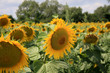 sunflower field with focus on single flower sunflower field with focus on single flower