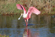 Roseate Spoonbill Hunting In Water Roseate Spoonbill Hunting In Water