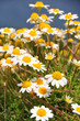 Marguerite