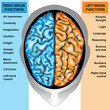 Human brain left and right functions Human brain left and right functions