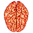 Human brain top view Human brain top view