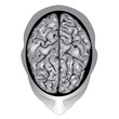 Human brain top view Human brain top view