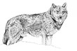 German Shepherd Dog