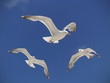 Seagulls Hovering Seagulls Hovering