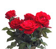 Red roses