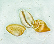 Shell art