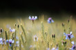 cornflower in cornfield